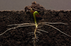 為什么要進(jìn)行土壤有機(jī)質(zhì)檢測(cè)？